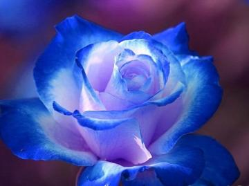 Trandafirul albastru