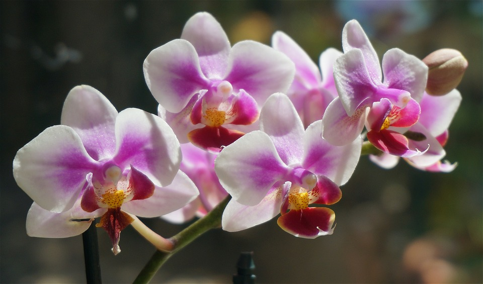 orhideea cadou absolvire