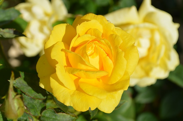 Trandafirul galben