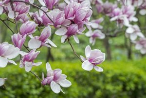 Magnolia – dragoste pentru natură, noblețe, perseverență și demnitate