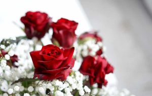 Floarea iubirii – cadoul care simbolizează dragostea