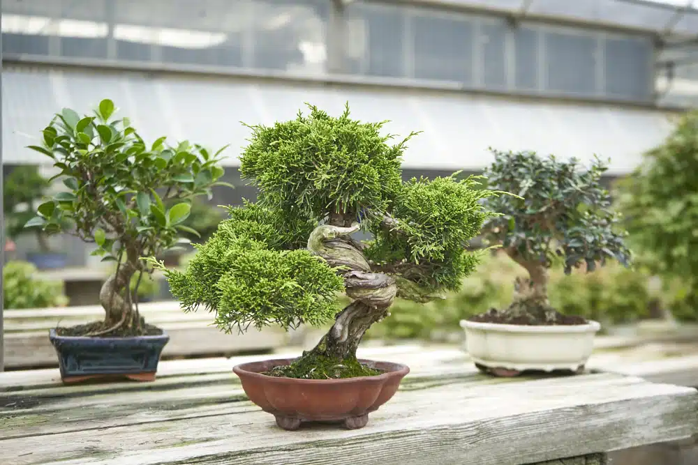 îngrijire bonsai